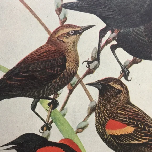 Antique 1913 Blackbird Original Print black bird - Picture 2 of 16